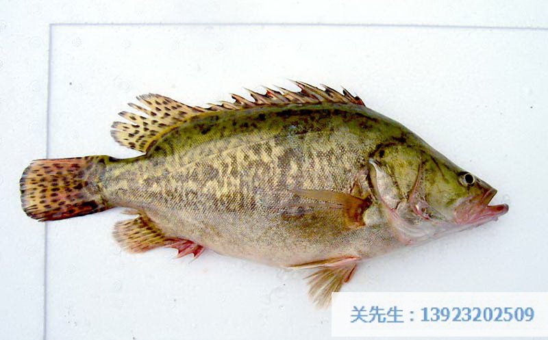 桂花鱼
