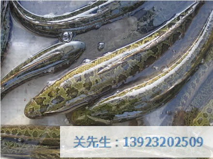 生鱼