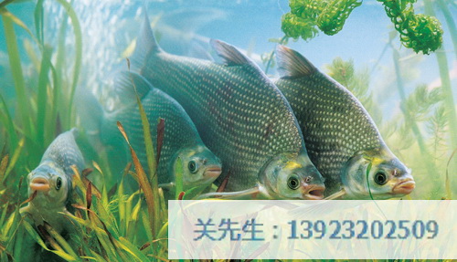 武昌鱼