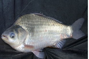 黑鲫