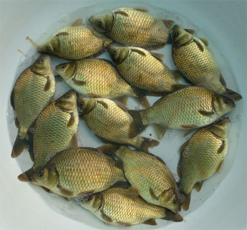 湘云鲫，银鲫