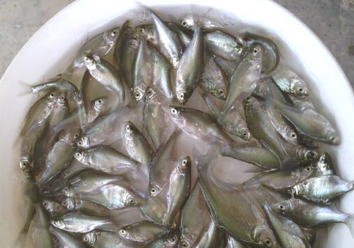 三角鲂鱼(图1)