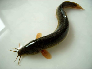 泥鳅（台湾泥鳅）