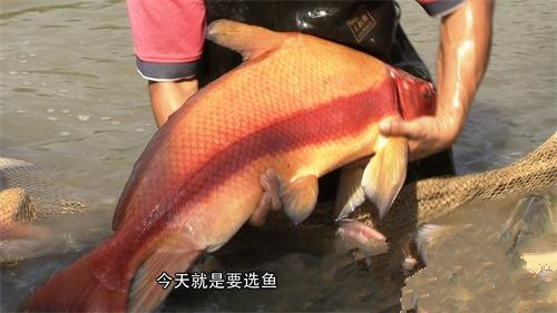 广东佛山胭脂鱼（鱼苗）：