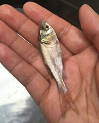 大头鱼（鳙鱼）(图1)