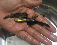 黄骨鱼(图2) 黄骨鱼(图2)