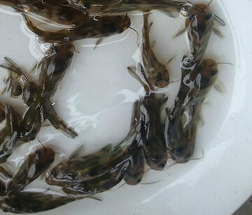 黄骨鱼(图4) 黄骨鱼(图4)