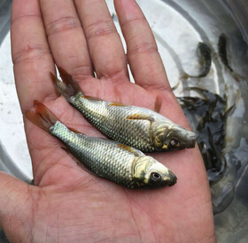 日本锦鲤,锦鲤(图5) 日本锦鲤,锦鲤(图5)