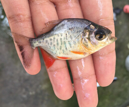 仓鱼(图2)