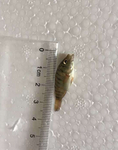罗非鱼