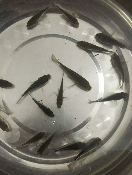 罗非鱼(图4)