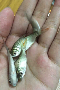 巴西鲷(图2)