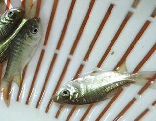 巴西鲷(图3)