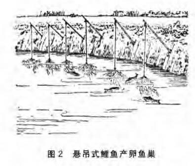 鲤鱼鱼巢的准备,布置:(图1) 鲤鱼鱼巢的准备,布置:(图1)