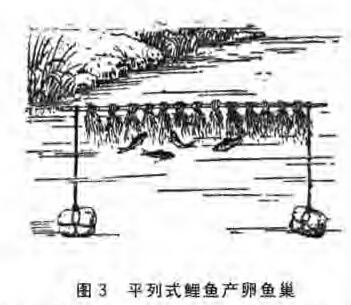 鲤鱼鱼巢的准备,布置:(图2) 鲤鱼鱼巢的准备,布置:(图2)
