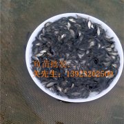 2026年鲫鱼鱼苗